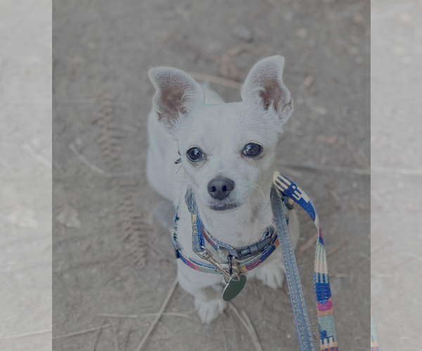Medium Photo #5 Chihuahua-Unknown Mix Puppy For Sale in Bellevue, WA, USA