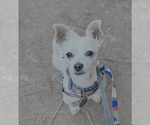 Small #4 Chihuahua Mix