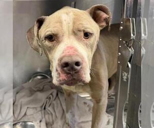 American Staffordshire Terrier Dogs for adoption in San Antonio, TX, USA