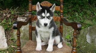 Siberian Husky Puppy for sale in CUYAHOGA FALLS, OH, USA