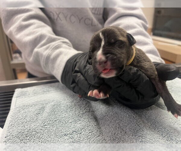 Medium Photo #1 Mutt Puppy For Sale in Martinez, CA, USA
