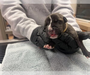 Mutt Dogs for adoption in Martinez, CA, USA