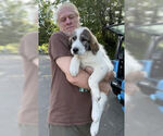 Small #3 Australian Shepherd-Great Pyrenees Mix