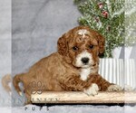 Small #2 Cavapoo