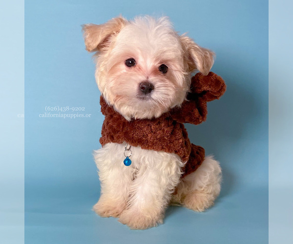 Medium Photo #5 Maltipoo Puppy For Sale in BREA, CA, USA