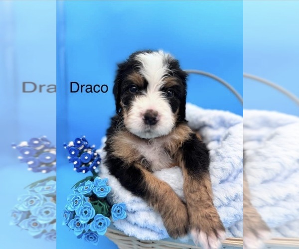 Medium Photo #1 Bernedoodle Puppy For Sale in RAVENSWOOD, WV, USA