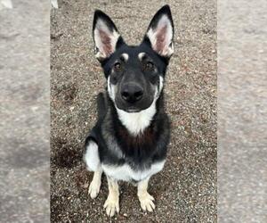 German Shepherd Dog Dogs for adoption in Woodland, CA, USA