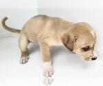 Small Chihuahua