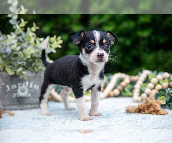 Medium Photo #3 Chihuahua Puppy For Sale in HARLAN, IN, USA