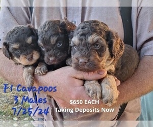 Cavapoo Litter for sale in TOPEKA, IN, USA