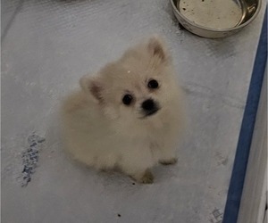 Pomeranian Puppy for sale in WEST COVINA, CA, USA