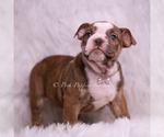 Small Photo #56 Bulldog Puppy For Sale in WARSAW, IN, USA