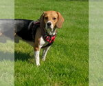 Small #2 Beagle