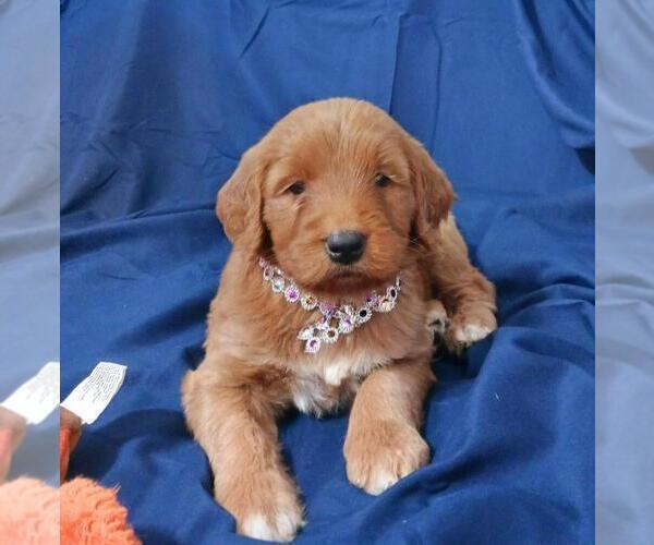 Medium Photo #1 Goldendoodle Puppy For Sale in BROOKSVILLE, FL, USA