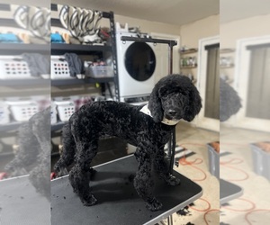 Poodle (Standard) Puppy for Sale in YACOLT, Washington USA