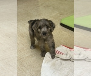 Medium F2 Aussiedoodle