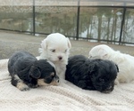 Small #2 Morkie