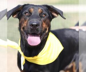 Doberman Pinscher-Unknown Mix Dogs for adoption in San Antonio, TX, USA