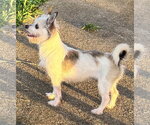 Small #1 Chihuahua Mix