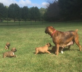 Mother of the Boxer puppies born on 09/03/2016