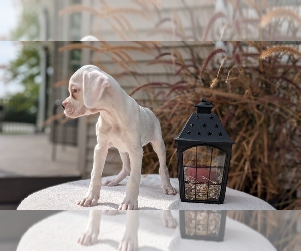 Medium Photo #14 Boxer Puppy For Sale in GOSHEN, IN, USA