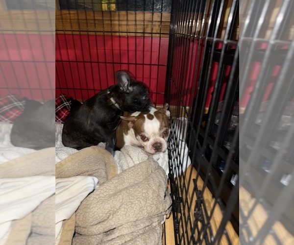 Medium Photo #27 Boston Terrier Puppy For Sale in ROUND LAKE, IL, USA