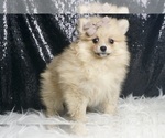 Puppy Fonzie AKC Pomeranian