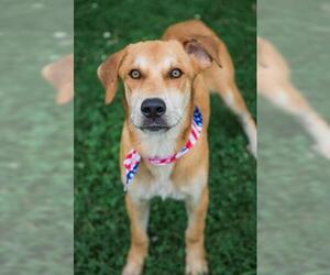 Black Mouth Cur-Unknown Mix Dogs for adoption in Tulsa, OK, USA