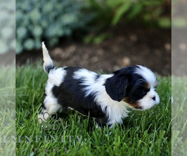 Medium Photo #5 Cavalier King Charles Spaniel Puppy For Sale in CHRISTIANA, PA, USA