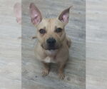 Small #7 American Pit Bull Terrier