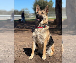 German Shepherd Dog Dogs for adoption in San Diego, CA, USA