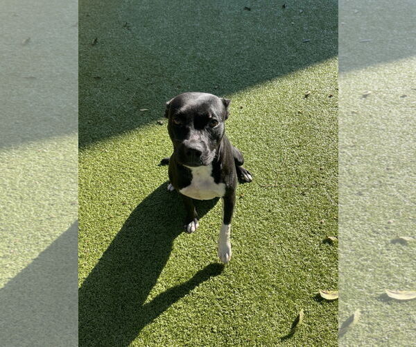 Medium Photo #2 Mutt Puppy For Sale in Hilton Head, SC, USA