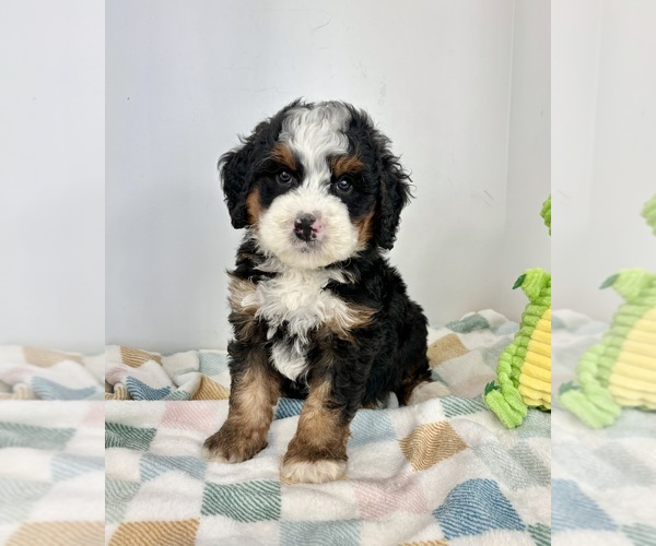 Medium Photo #4 Miniature Bernedoodle Puppy For Sale in FRANKLIN, IN, USA