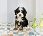 Small #3 Miniature Bernedoodle