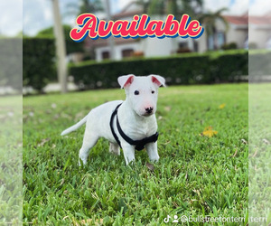Bull Terrier Puppy for sale in PEMBROKE PINES, FL, USA
