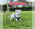 Small Bull Terrier