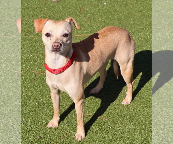 Medium Photo #1 Jack Chi Puppy For Sale in Rockaway, NJ, USA