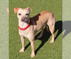 Jack Chi Dogs for adoption in Rockaway, NJ, USA