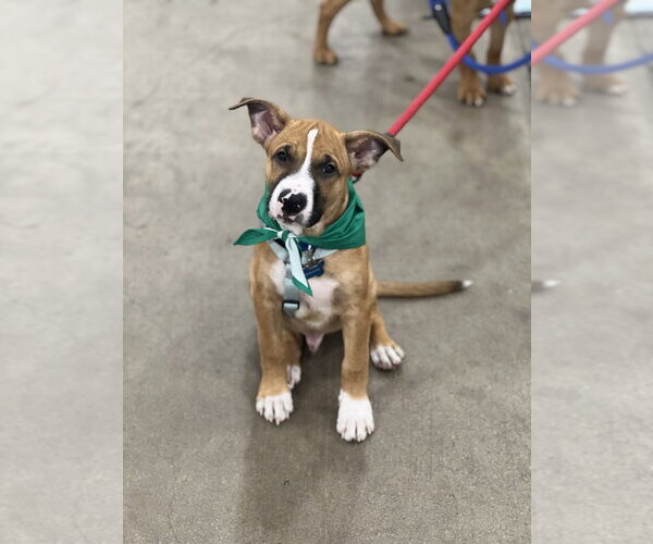 Medium Photo #2 Boxer-Unknown Mix Puppy For Sale in Dana Point, CA, USA