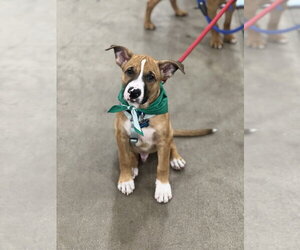 Luke - Male Boxer-Unknown Mix Dog for Adoption - Photo #2