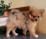 Small #4 Pomeranian