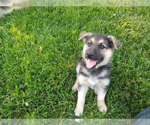 German Shepherd Dog Puppy for sale in AUBURN, KY, USA
