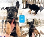 Small Photo #3 German Shepherd Dog Puppy For Sale in STACY, MN, USA