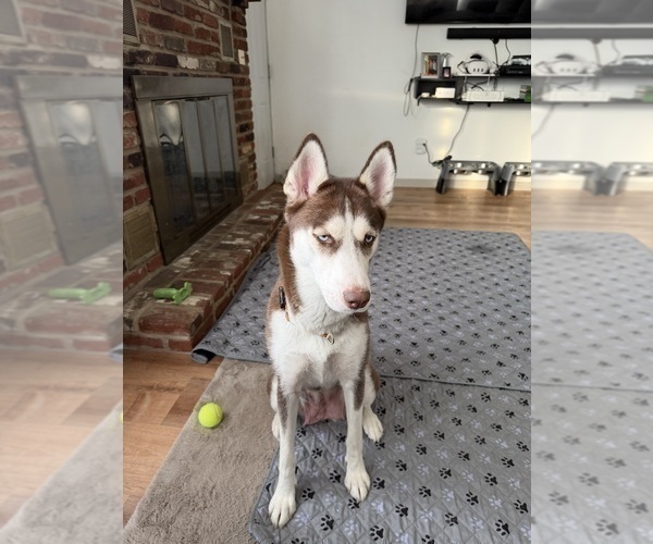 Medium Photo #1 Siberian Husky Puppy For Sale in LEVITTOWN, PA, USA