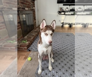 Mother of the Siberian Husky puppies born on 12/13/2025