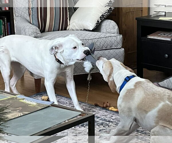 Medium Photo #3 Boxer-Unknown Mix Puppy For Sale in Germantown, OH, USA