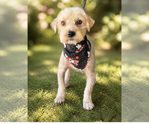 Mutt Dogs for adoption in Menifee, CA, USA
