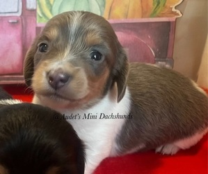 Dachshund Puppy for Sale in EAST DOVER, Vermont USA