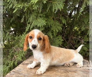 Dachshund Puppy for sale in MIDDLEBURY, IN, USA