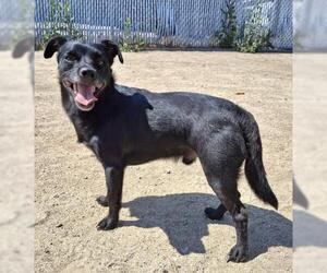 Chihuahua-Unknown Mix Dogs for adoption in Bakersfield, CA, USA